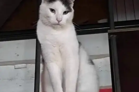 Animaux perdus , photo: Chat blanc/gris perdu à Villechétif