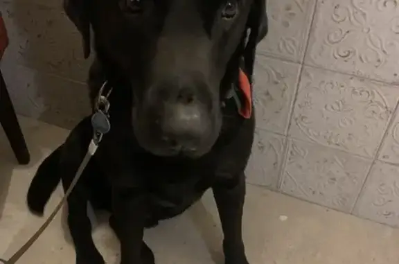 Chien perdu , photo : Labrador noir perdu près d'Omessa