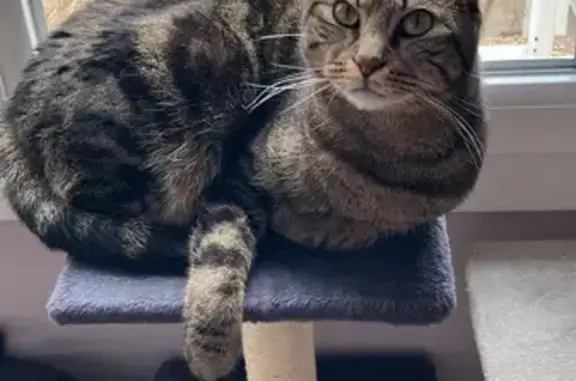 Animaux perdus Versailles, photo: Chat perdu : Européen tigré mince