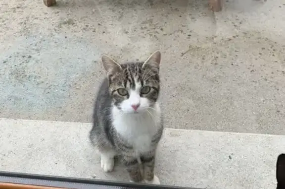 Chaton sociable trouvé à Moulins - photo