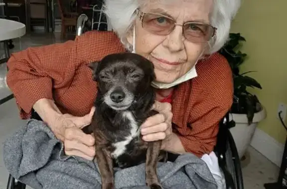 Lost Senior Chihuahua - Blind & Black on East Davilla
