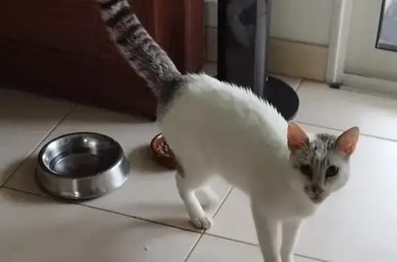 Chat blanc tacheté trouvé à Villemade - photo