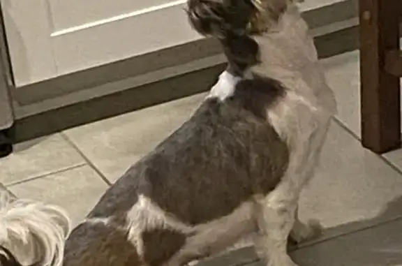 Lost Shih Tzu Betty - Grey/Brown/White in Rogers