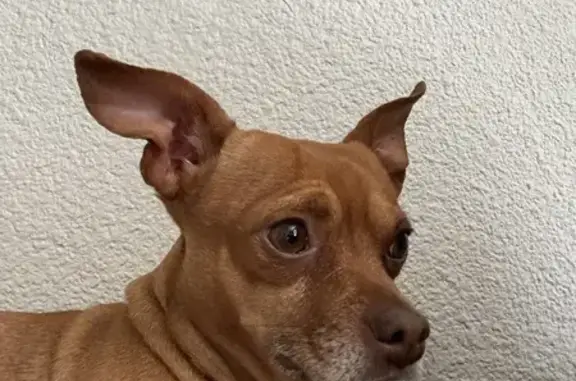 Lost Chihuahua Nico in Phoenix - Help Find!
