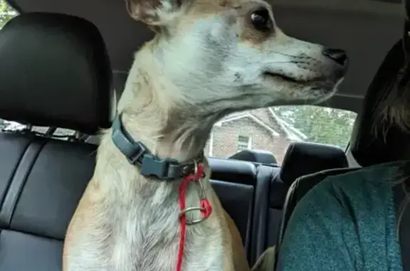 Lost Chihuahua Mix Found on South Indian Creek!