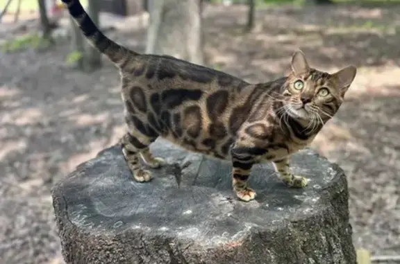 Lost Bengal Cat in Gainesville - Help Find Him!