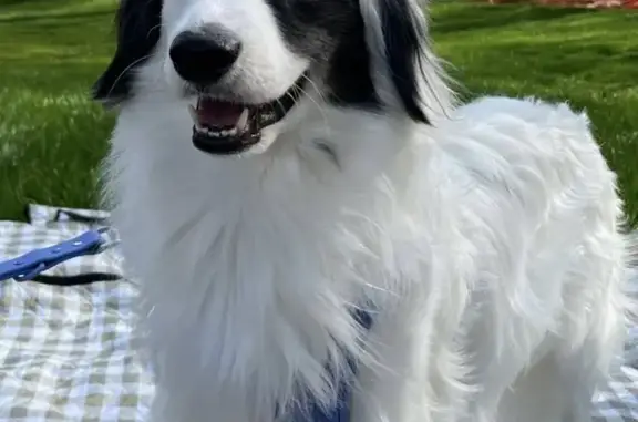 Lost: White & Grey Poo-Newfie | 35lb Male | Wake Forest