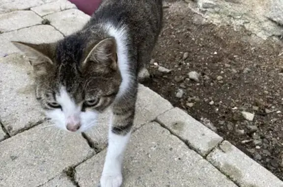 Chat sociable trouvé à La Bernardière - photo