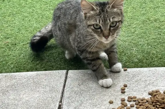 Chaton gris perdu à Chevreuse - photo