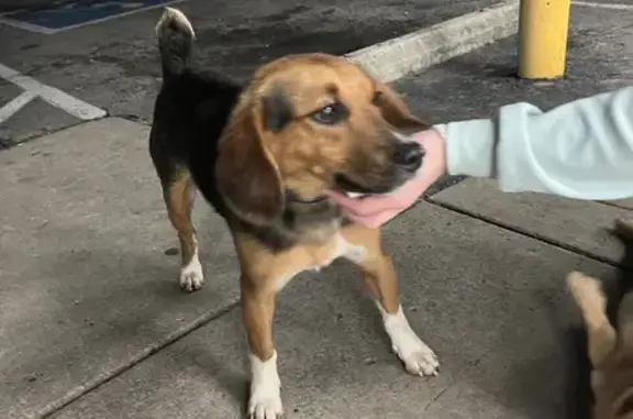 Found Beagle on Grand Ave, Fort Smith!