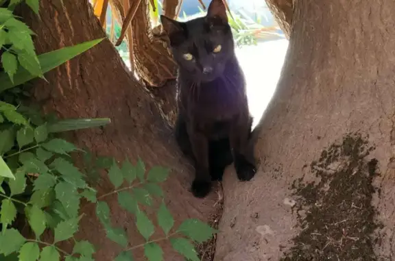 Chat Wilson blessé disparu à Fos - photo