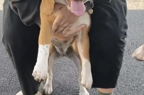 Chien perdu à Laruscade retrouvé - photo