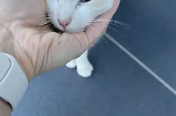 Chatte blanche trouvée à Chocques - photo