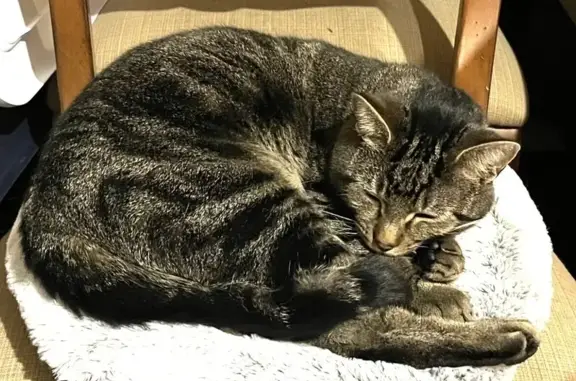 Lost Tabby Cat in Valparaiso - Help Find Him!