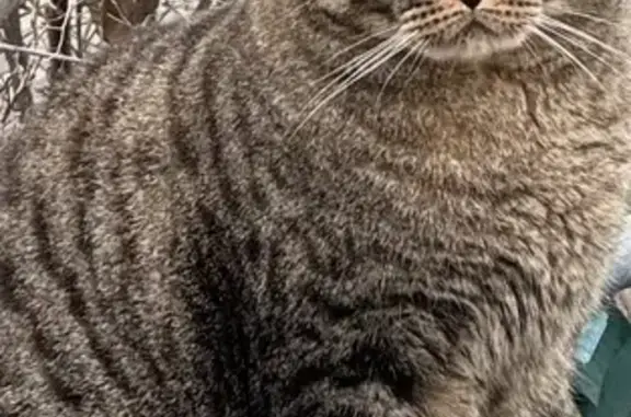 Lost Manx Cat: Brown & Black Tabby - Help!