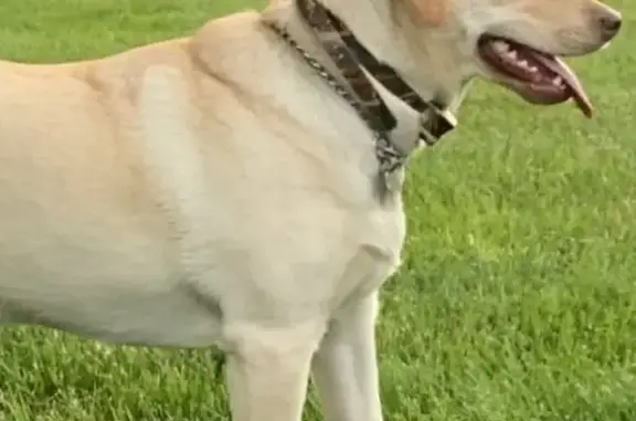 Lost Yellow Lab - Amos Rd, White Hall - Help!