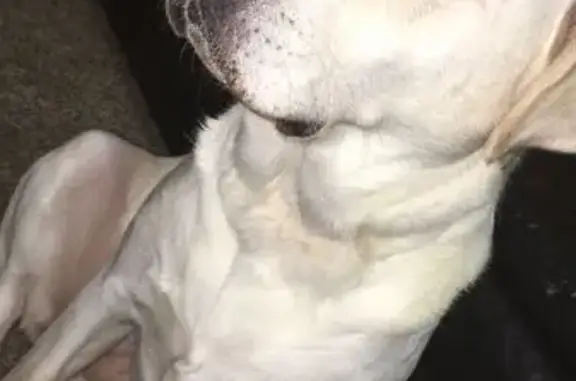 Lost White Female Lab - Russellville Rd Help!