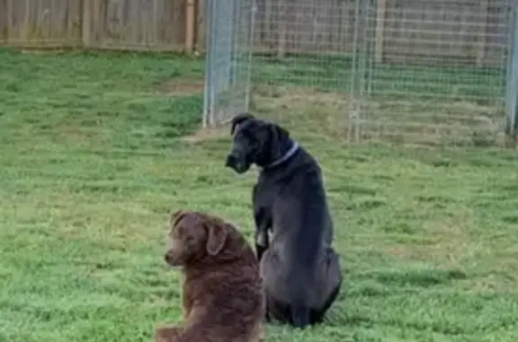 Lost Dogs: Black Great Dane & Brown Retriever!