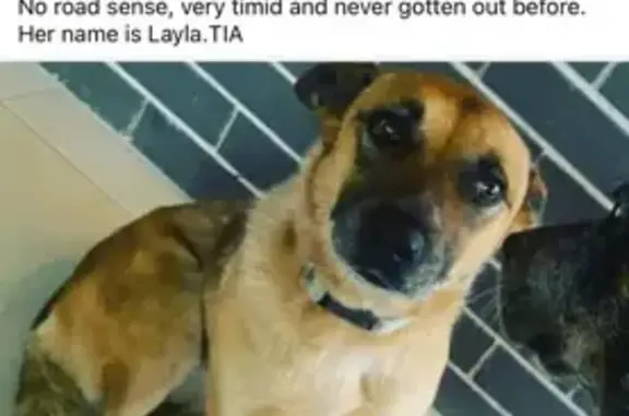 Lost Red Cattle Dog Layla - Ca...