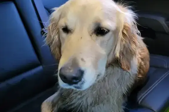 Found Golden Retriever in Bethel, MN - Help!