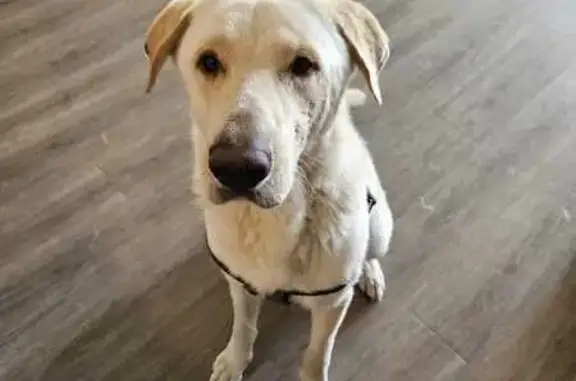 Found Male Lab with Green Collar - Midcrown Dr
