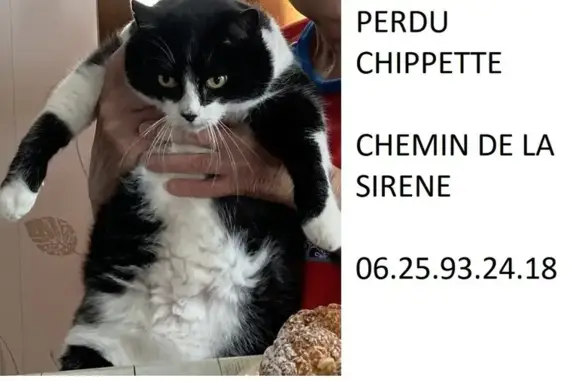 Chatte âgée perdue à Draguignan - photo