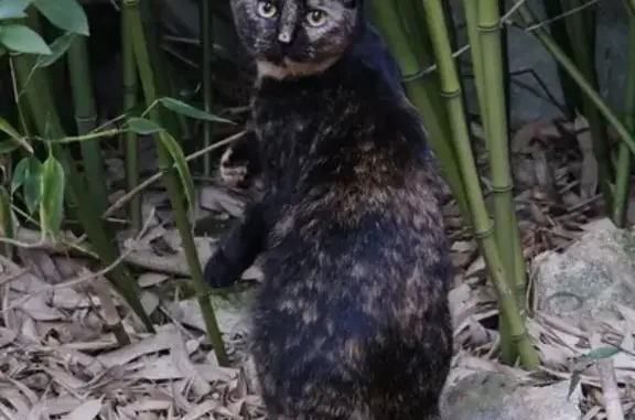 Animaux perdus Montmorency, photo: Avis de recherche: Zora, chat perdu