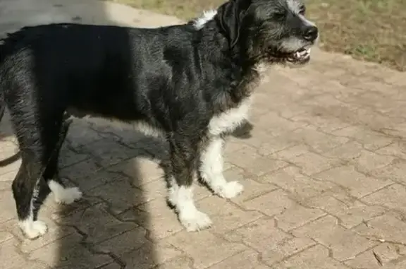 Chienne Griffon staff perdue D1084 - photo