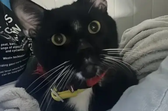 Lost Cat Kyuubi - Yellow Collar! Call 07543622444