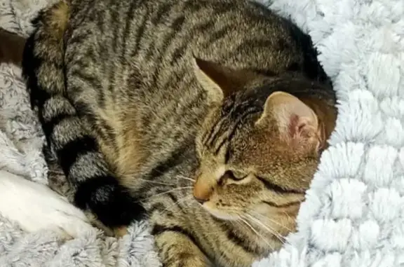 Chat perdu, Sansac-de-Marmiesse, photo: Chat gris tigré perdu à Sansac