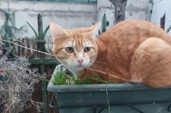 Animaux perdus Aubervilliers, photo: Chat Roux Perdu - Aubervilliers