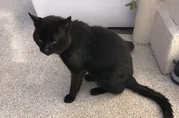 Chat noir revigoré à Nice - photo