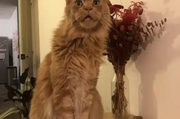 Animaux perdus Nantes, photo: Chat Maine Coon roux perdu à Nantes