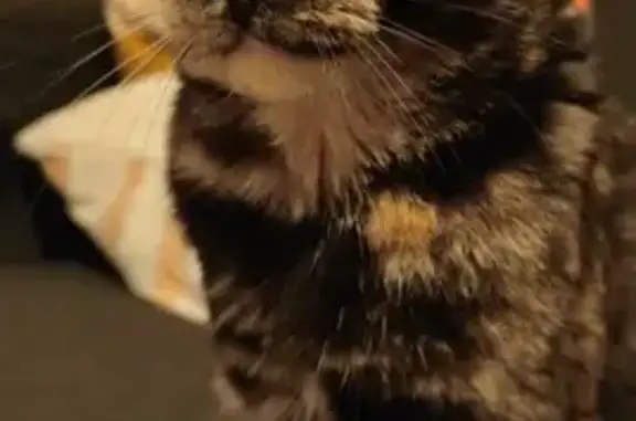 Animaux perdus Lille, photo: Chaton écaille perdu à Lille