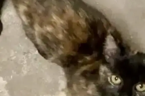 Chatte timide perdue à Vire-Normandie - photo