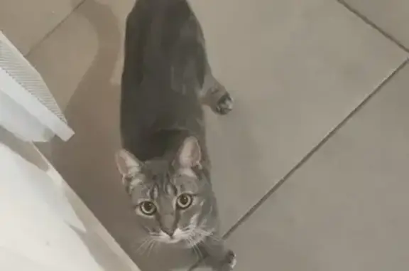 Animaux perdus , photo: Chat tigré perdu à Tauxigny