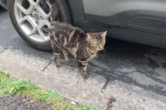 Chat trouvé Mantes-la-Jolie, photo: Chat tigré perdu au Val Fourré