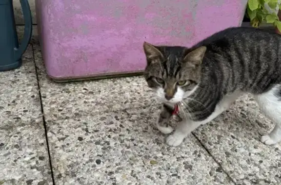 Chat au ruban rouge trouvé à Saint-Cloud - photo