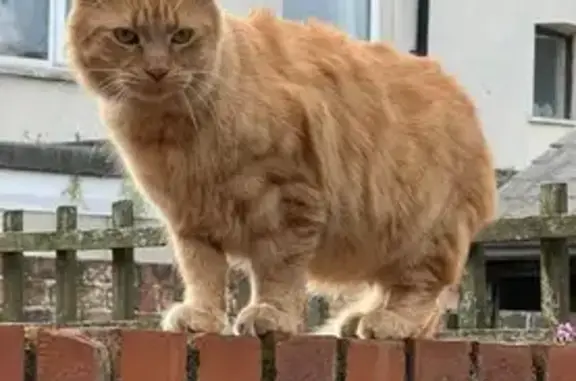 Lost Ginger Cat in Hull - Help Find Him!