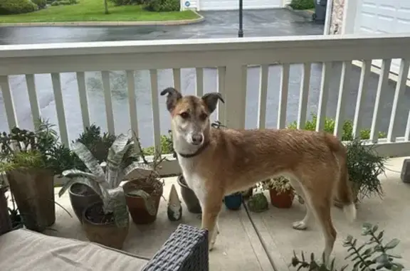 Found Friendly Dog - Shannon Heights, Dublin!