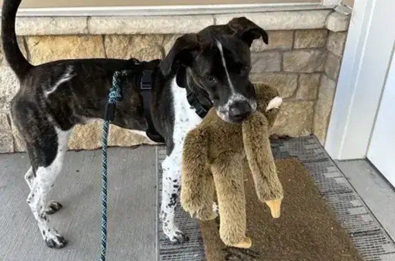 Missing dog , photo: Lost Dog in Geneva, IL: Black & Brindle, Tail Tip Missing!