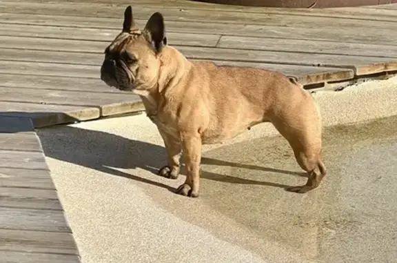 Chien perdu à Yvoire: Bouledogue - photo