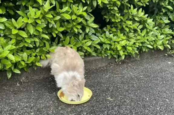 Chat crème et blanc trouvé à Chanaz - photo