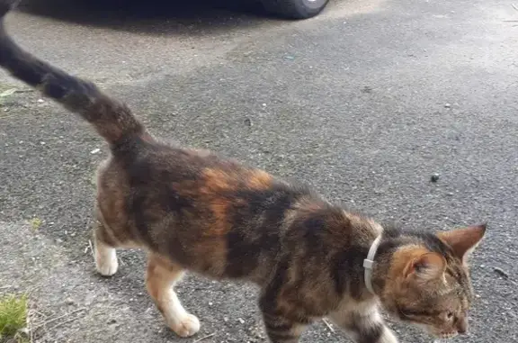 Chat tricolore trouvé à Paris - photo