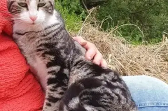Chat gris doux trouvé à Monteton - photo