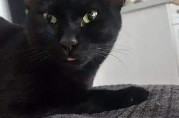 Animaux perdus Toulon, photo: Chatte Mimie perdue à Toulon