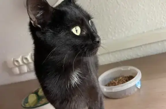 Chat trouvé Villeneuve-d'Ascq, photo: Chatte tachetée retrouvée à Villeneuve