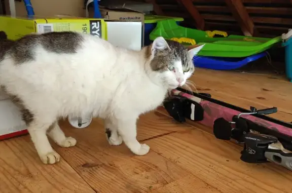 Chat sociable trouvé à Hitte - photo