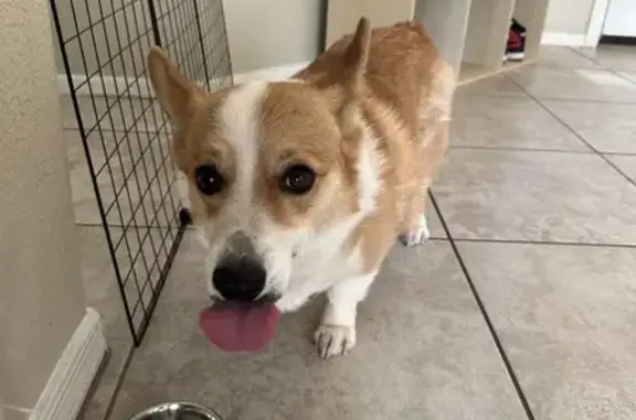 Found Male Corgi Near West Golf Club Dr!