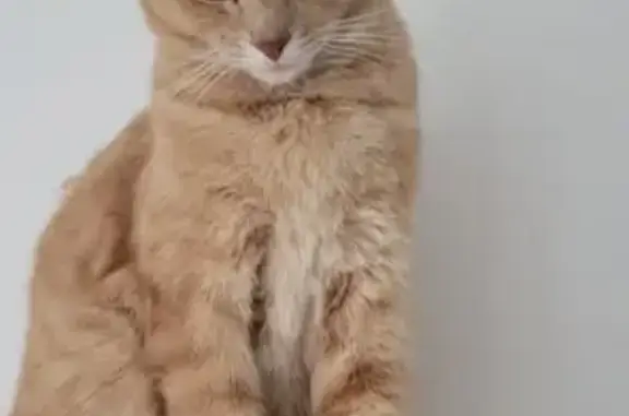 Animaux perdus , photo: Tigrou, chat beige, disparu le 11 Mai